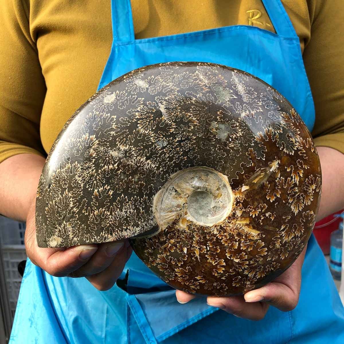 3.41LB Rare! Natural Tentacle Ammonite Fossil Specimen Shell Healing Madagascar
