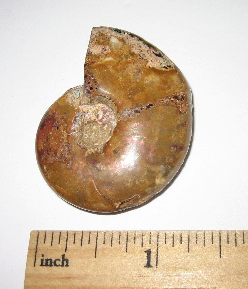 1.6″ POLISHED NATURAL OPALIZED AMMONITE FOSSIL OCEAN SEA SHELL MADAGASCAR 21g *1