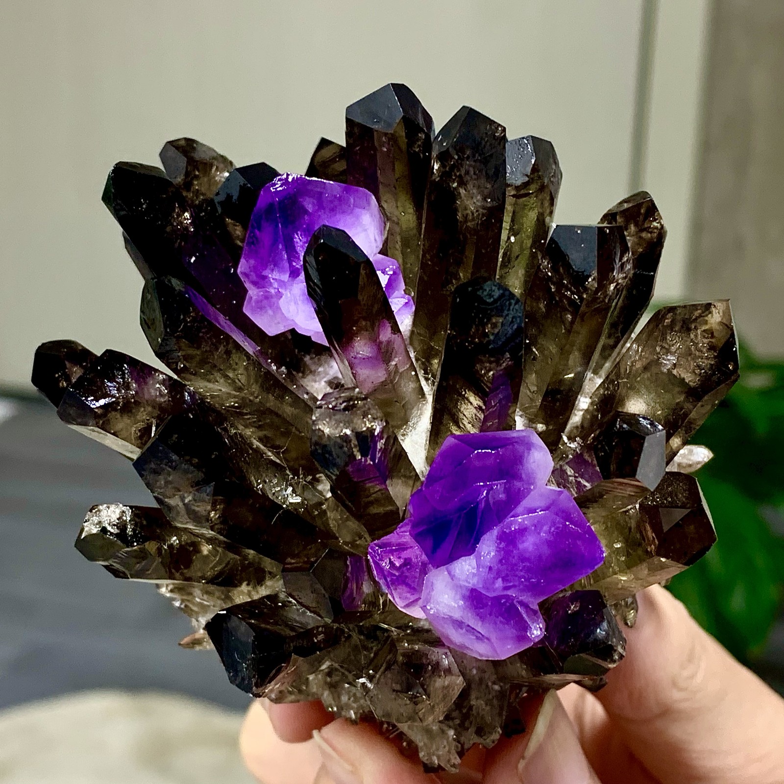 308G New Find black+purple Phantom Quartz Crystal Cluster Mineral Specimen