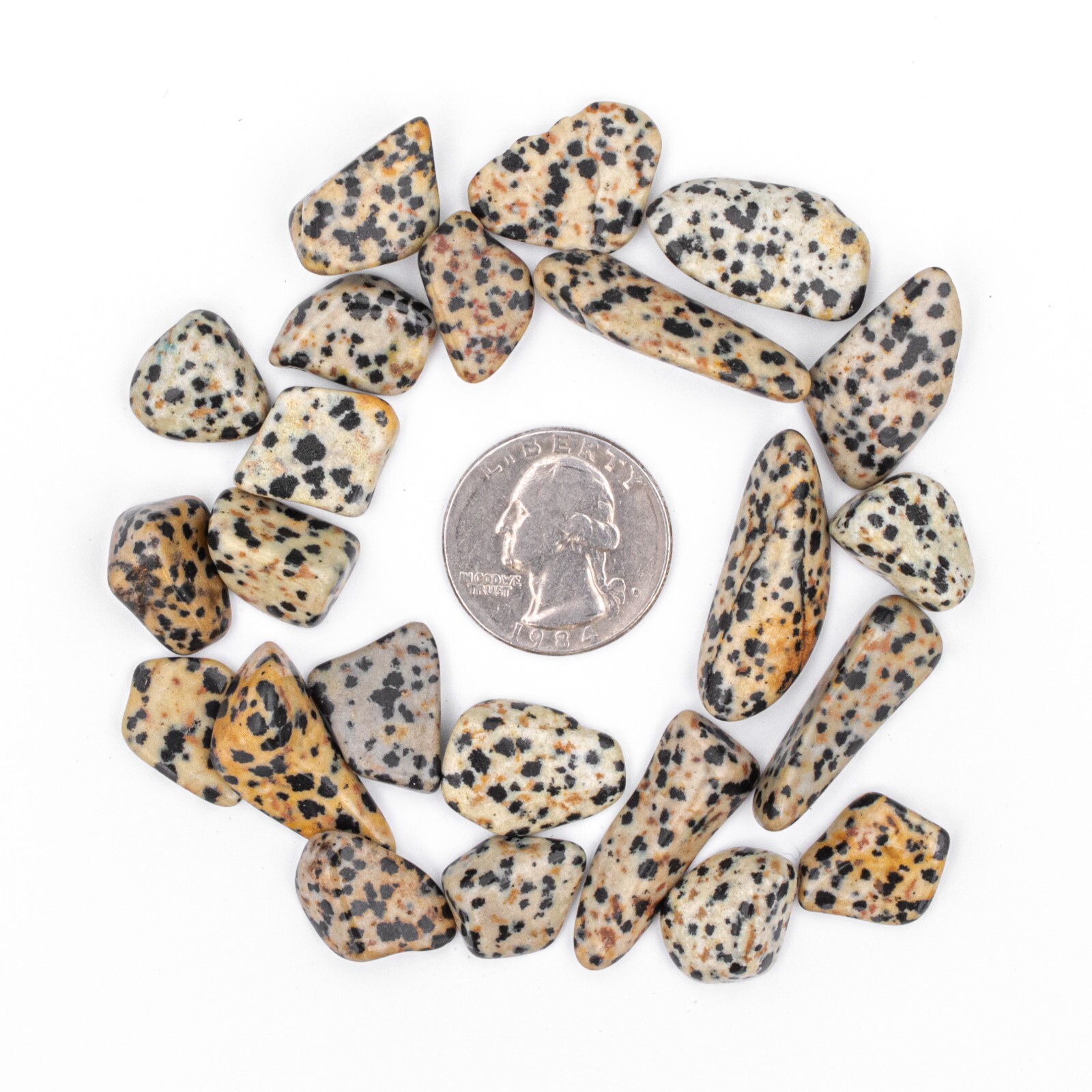 50g Tumbled Dalmatian Jasper Gemstone Crystals 15-30 Stones Bulk Gems Wholesale