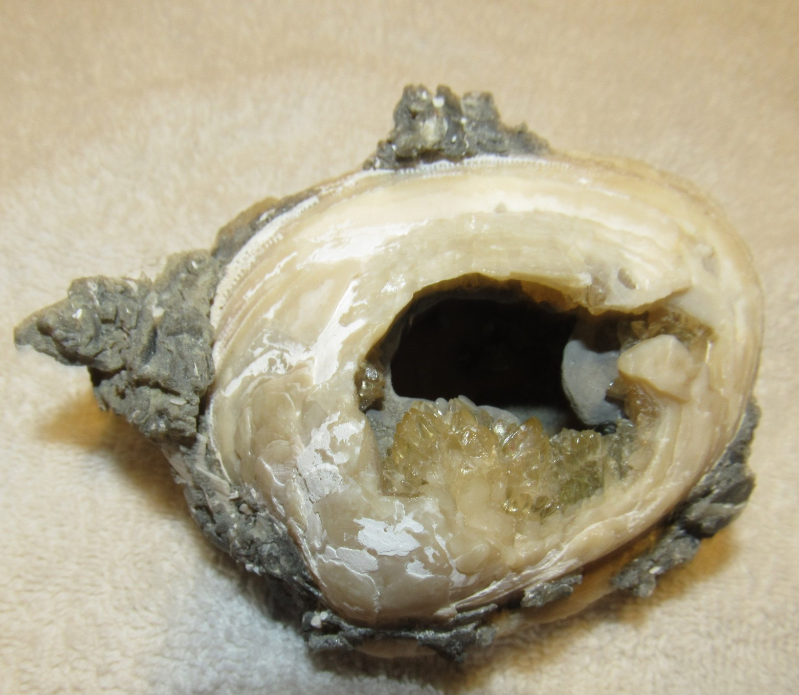 Golden Calcite Crystal Fossil Clam Shell Rucks Pit Florida