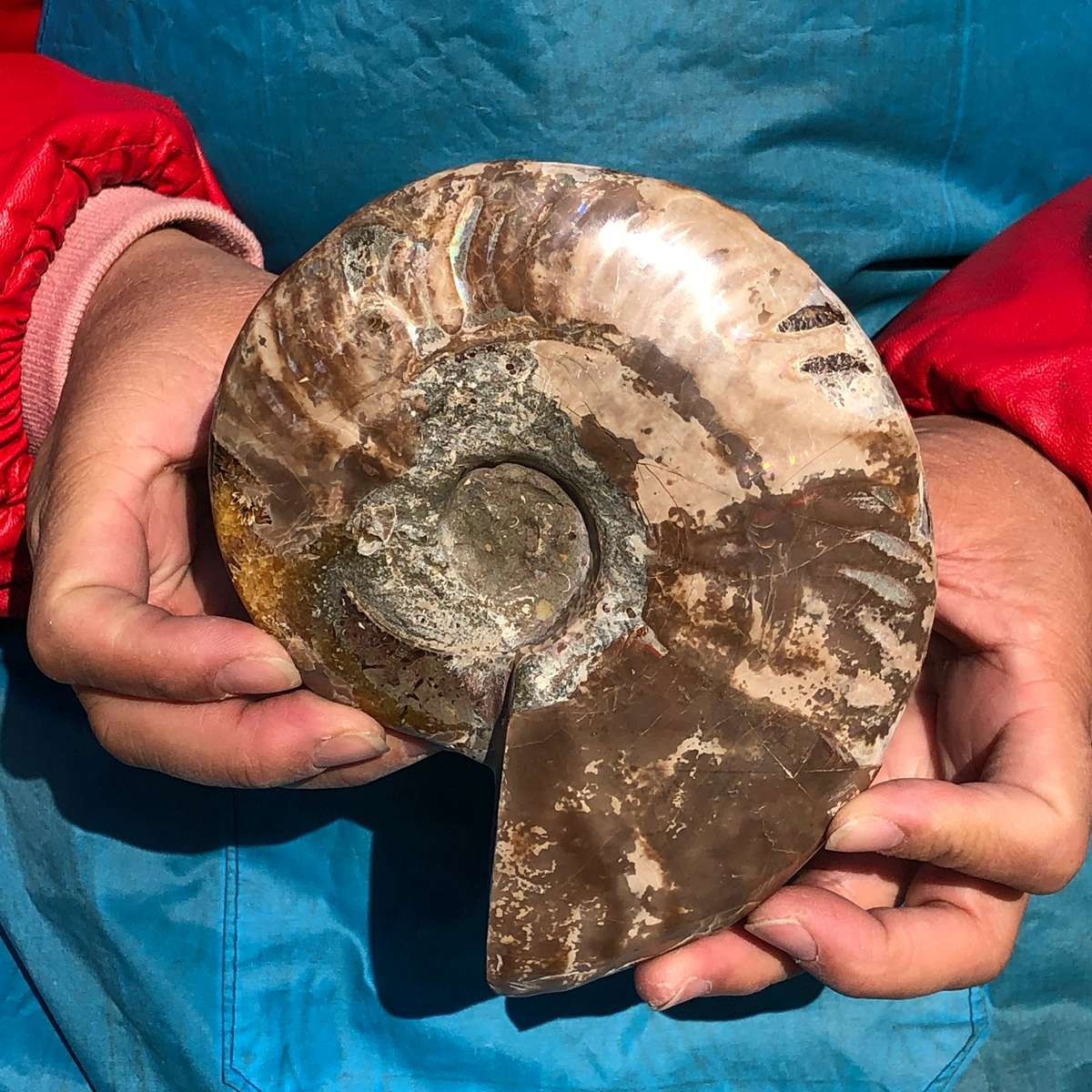 3.65LB 2pc Natural Beautiful Ammonite Fossil Conch Crystal Specimen Healing