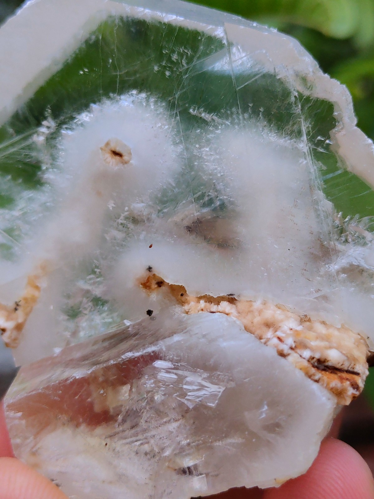 Okenite Tree 🌲 in Calcite. Phantom Calcite, Natural mineral specimen.