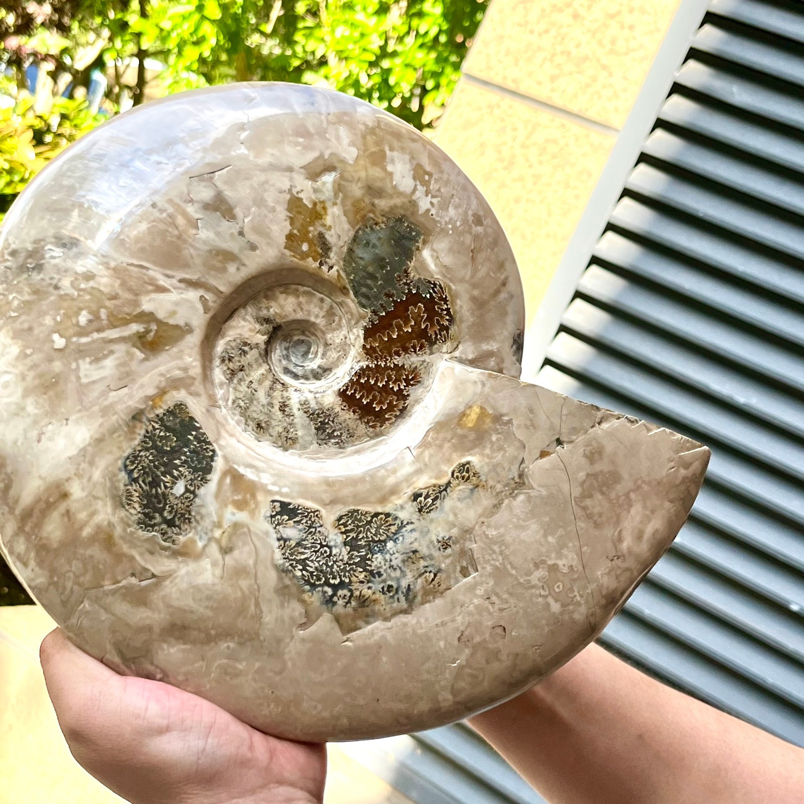 Polished Ammonite Fossil Madagascar Natural Spiral Sea Shell Gem 11 lb