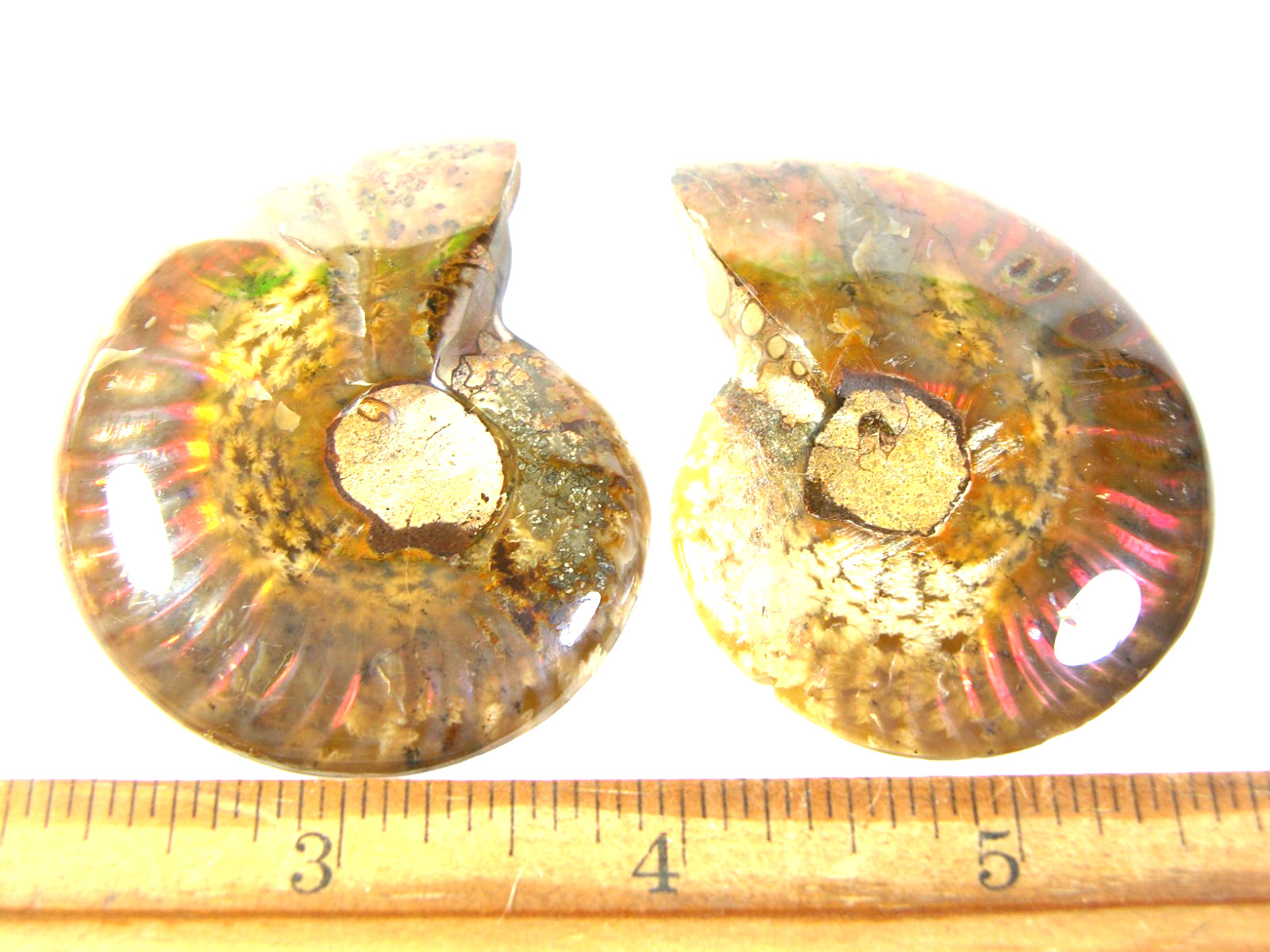 Ammonite fossil polished 2.5×2″ + showing suture lines Madagascar ms74