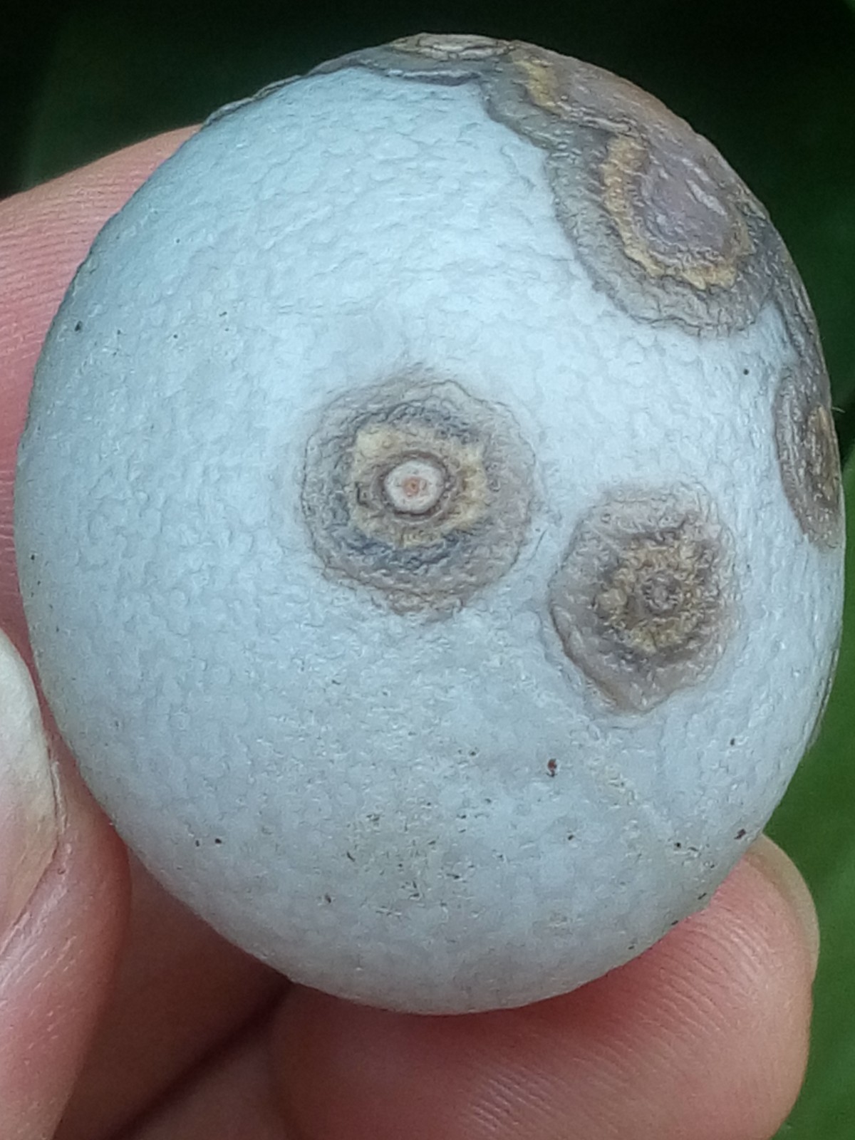 32mm Beautiful Natural agate Gobi agate eye agate stone collection