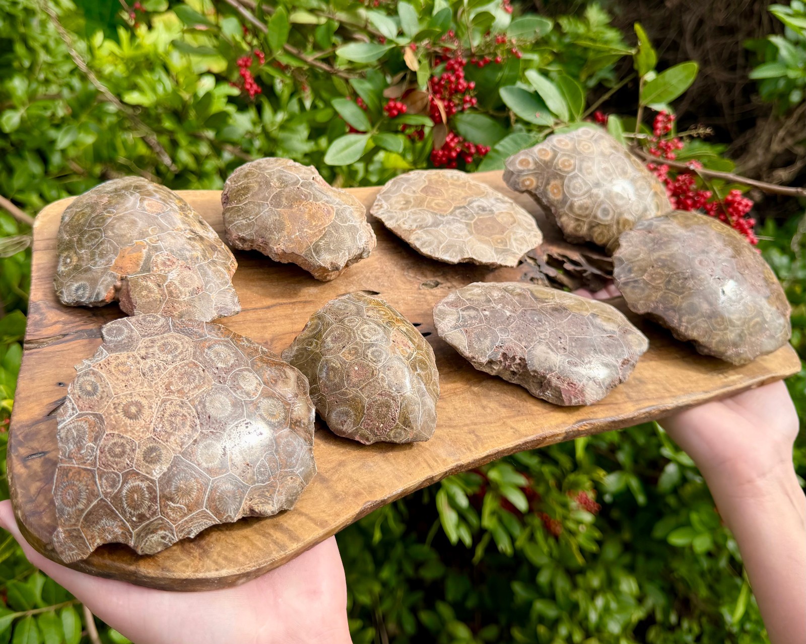 LARGE Fossilized Coral Chunks, One Side Polished Natural Fossil Coral Specimens