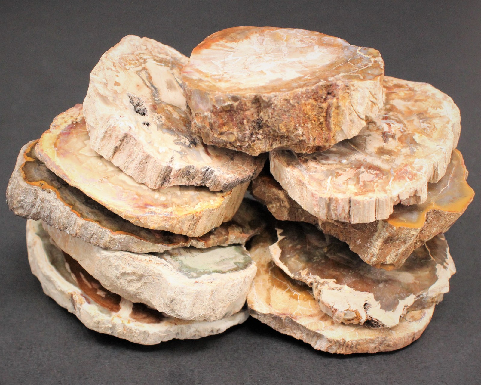LARGE Petrified Wood Slabs 3.5 – 6″ (Fossilized Wood, Polished Petrified Wood)
