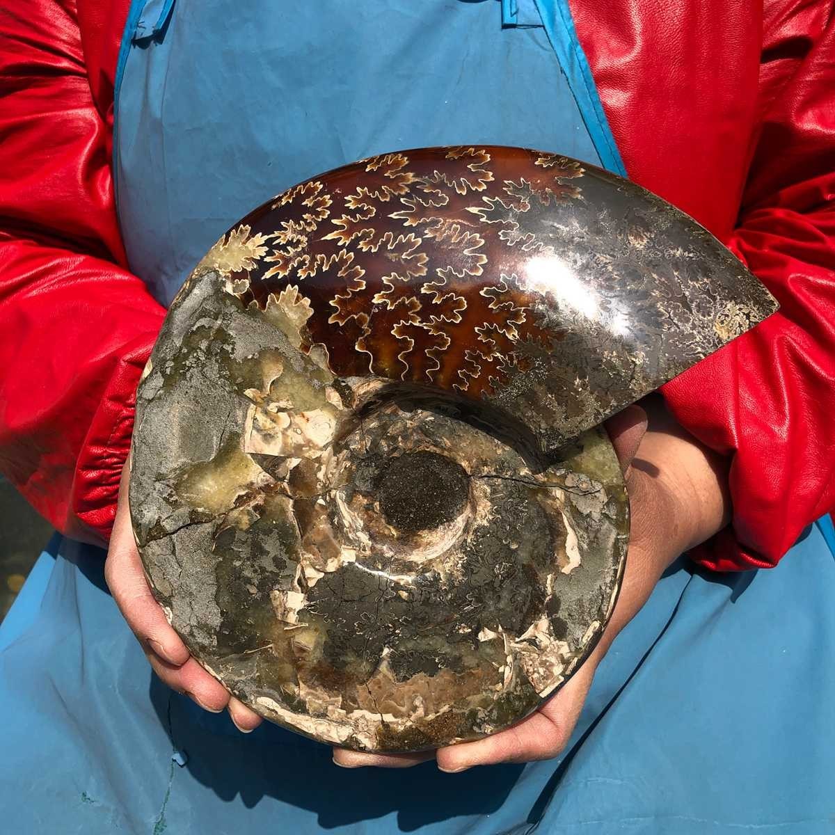 3.65LB AAA Natural Polished Ammonite Fossil with Suture Detail healing
