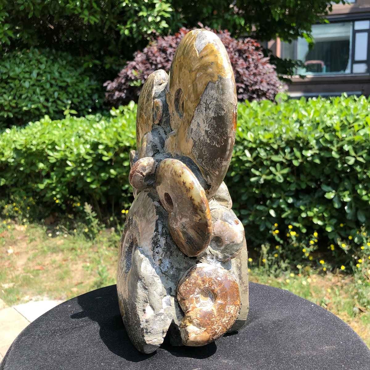 9.24LB Rare! Natural Tentacle Ammonite Fossil Specimen Shell Healing Madagasc
