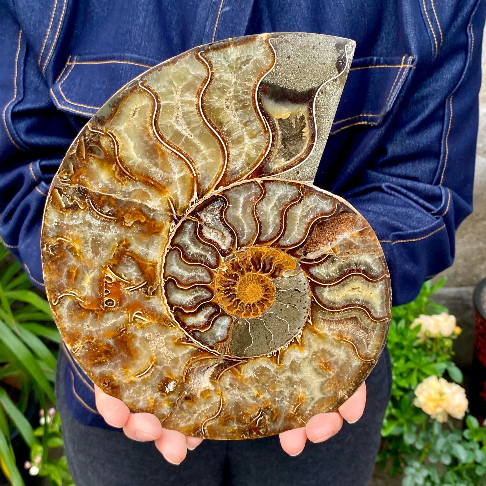 2.57LB Natural agate fossil snail shaped convex round gemstone