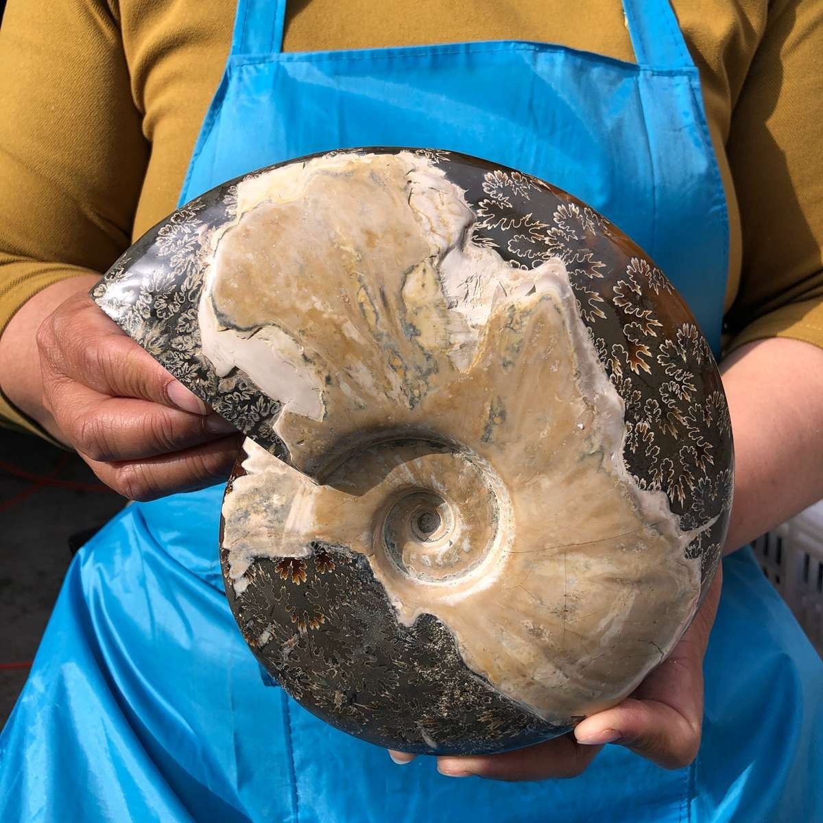 3.52LB Natural Beautiful Ammonite Fossil Conch Crystal Specimen Healing 4628