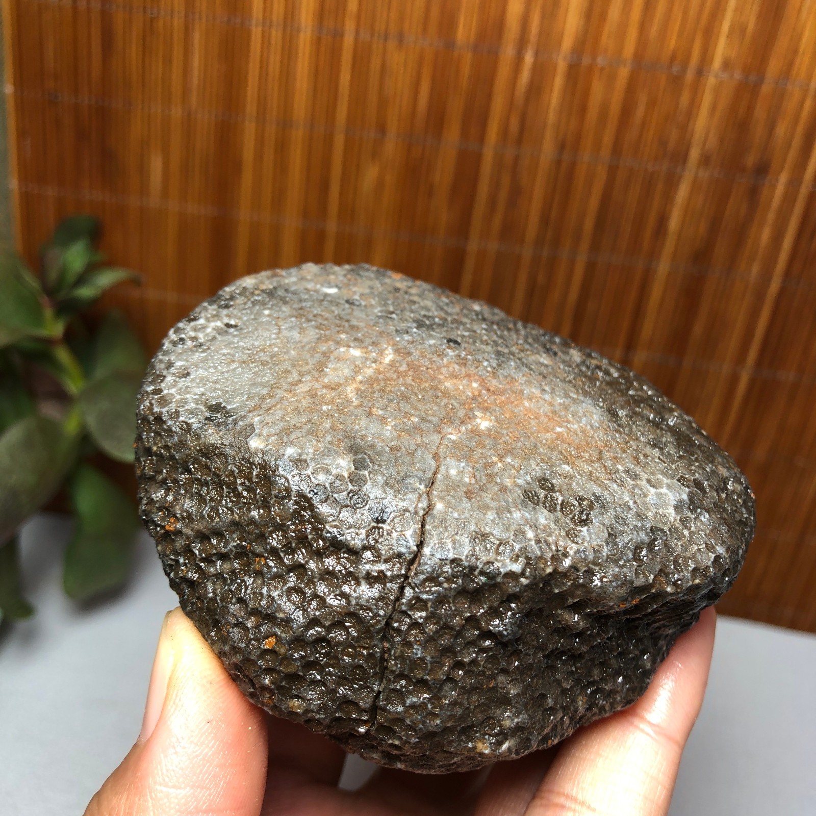 73mm Rare Rugose Coral Slab original Actinocyathus Morocco 291g AA9419