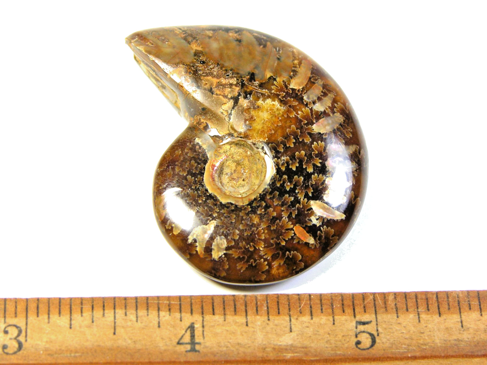Ammonite fossil polished 1 1/2″ + showing suture &fire Madagascar ms29