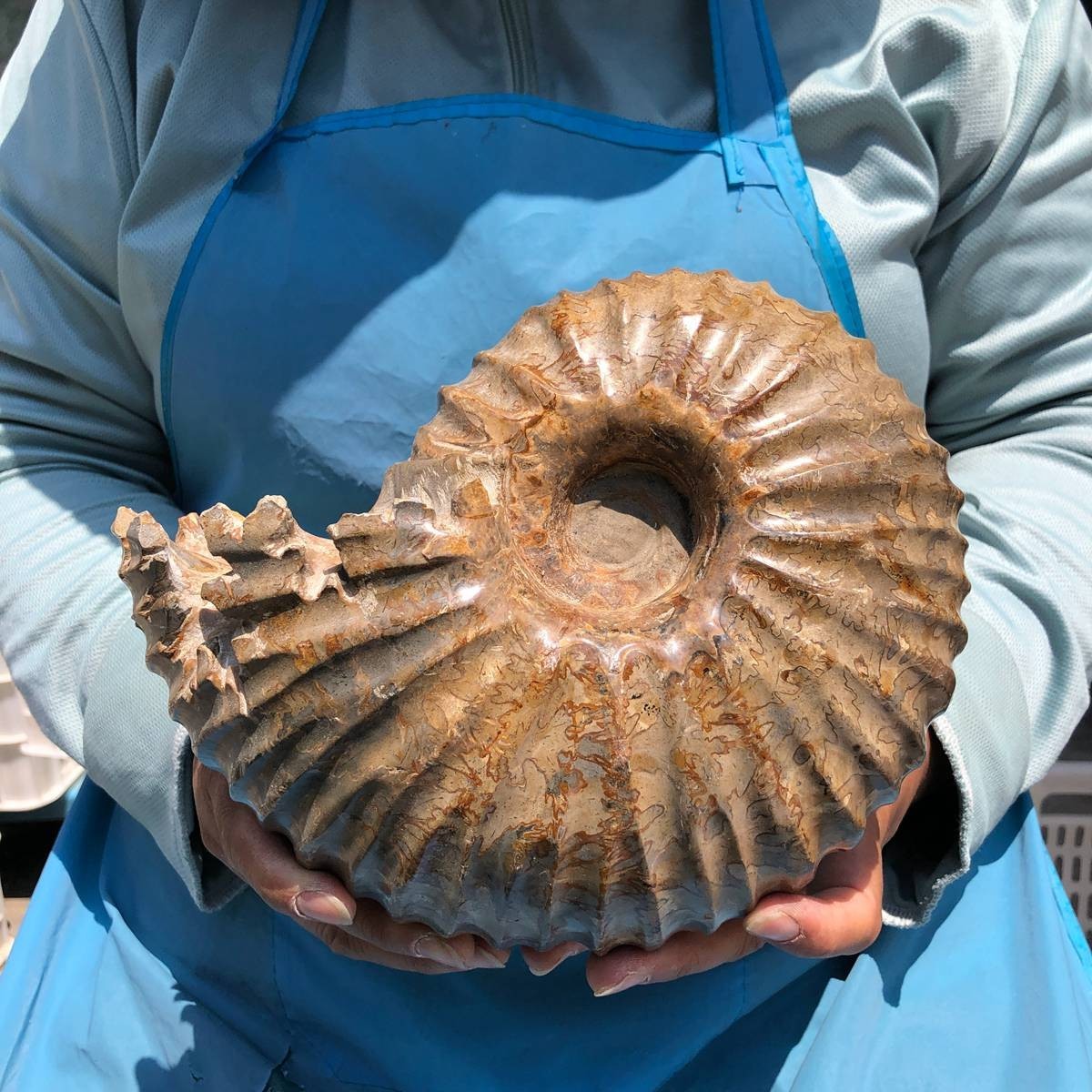 8.91LB Rare! Natural Tentacle Ammonite Specimen Healing Madagascar