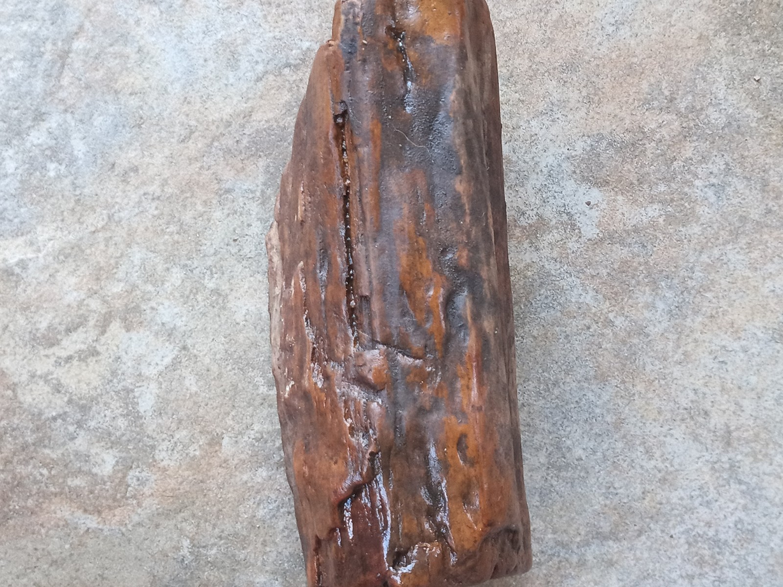 Petrified Wood Log Fossil 6 ” Yellow Creek Mississippi United States