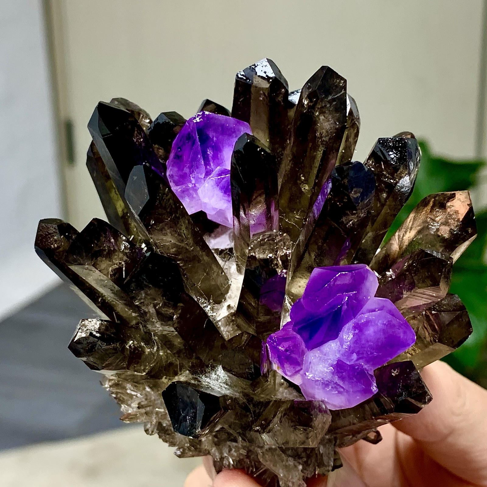 308G New Find black+purple Phantom Quartz Crystal Cluster Mineral Specimen
