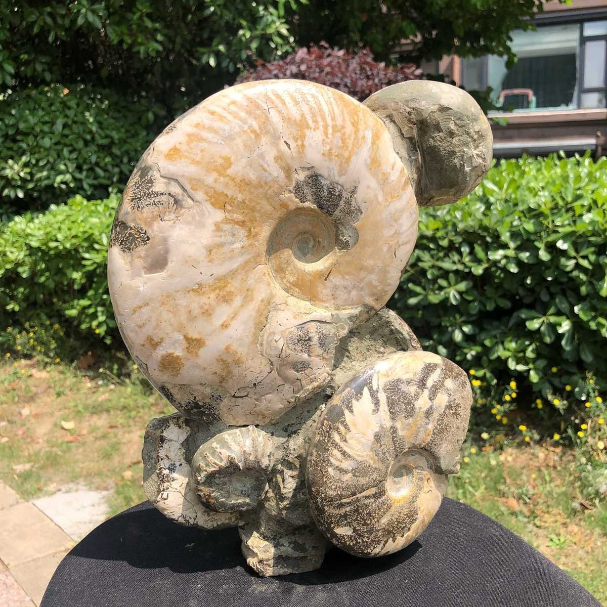 11.61LB Rarem Natural Tentacle Ammonite Fossil Specimen Shell Healing Madagas