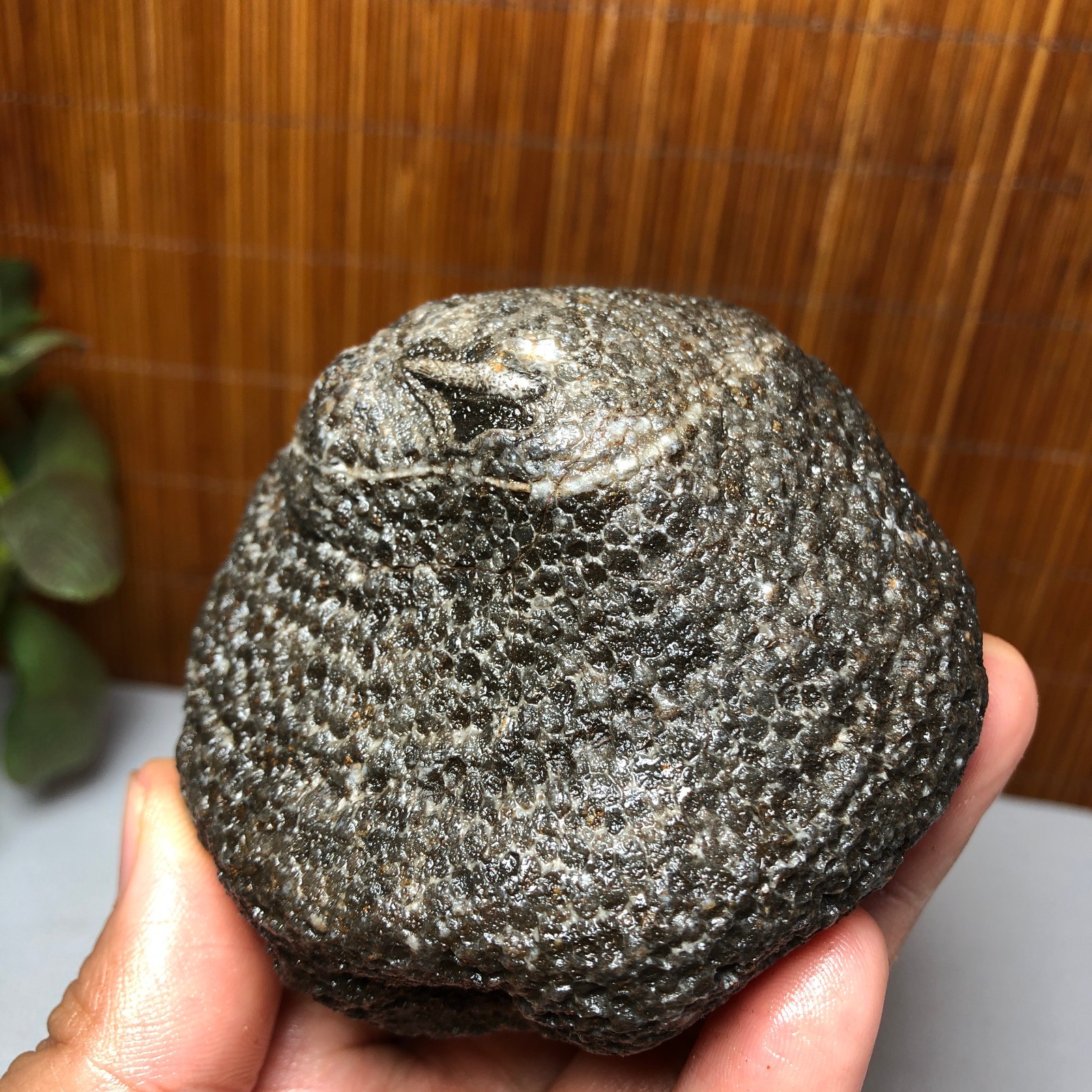 73mm Rare Rugose Coral Slab original Actinocyathus Morocco 291g AA9419