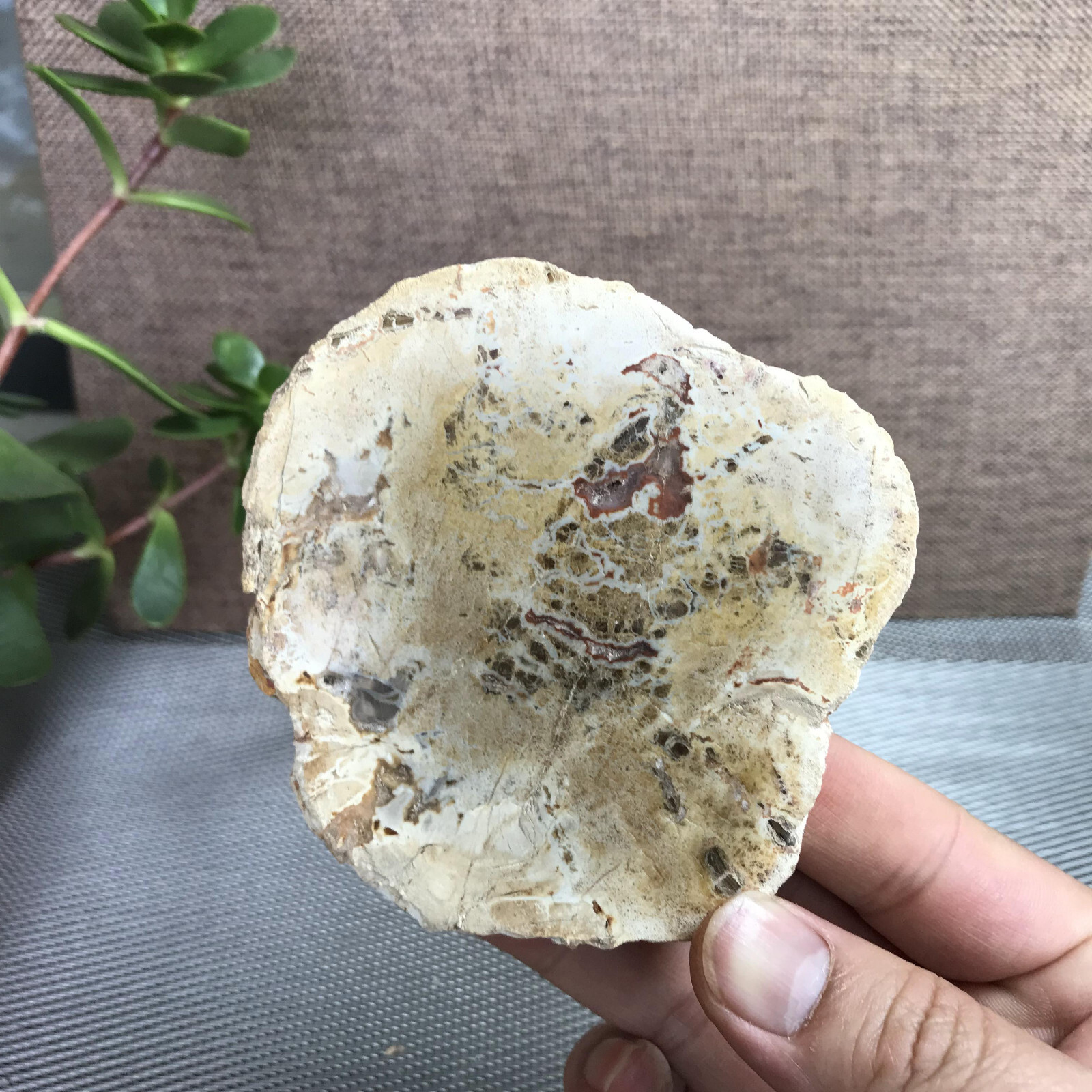 Top 95mm Natural Petrified Wood Crystal Rough Slice Madagascar 219g A1390
