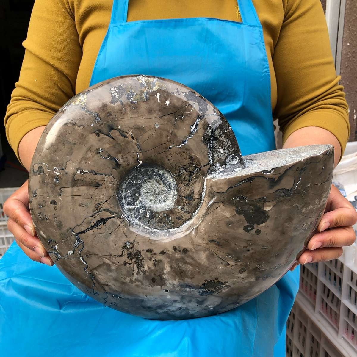 10.75LB Natural Beautiful Ammonite Fossil Conch Crystal Specimen Healing 4593