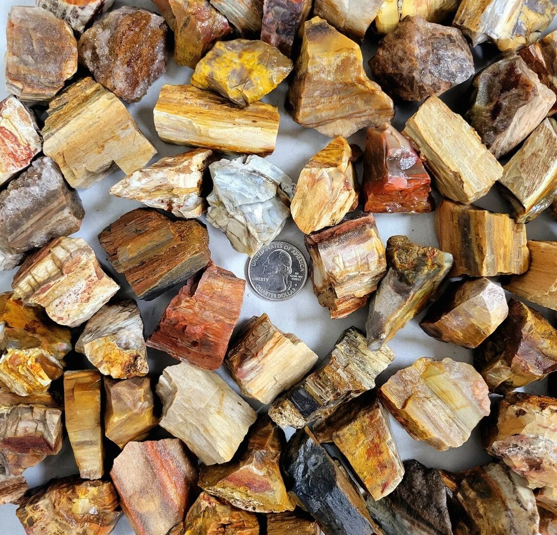 Rough Petrified Wood Crystals, Bulk Healing Gems & Fossil Stones for Tumbling