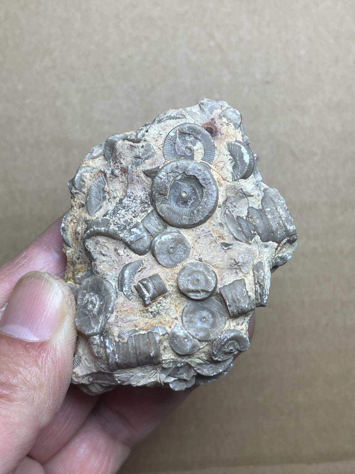 113g Beautiful Crinoid Landscape stone