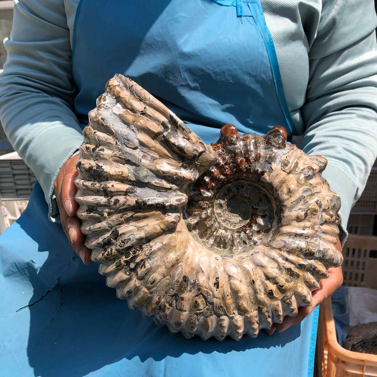 13.33LB Natural Beautiful Ammonite Fossil Conch Crystal Specimen Healing 5382