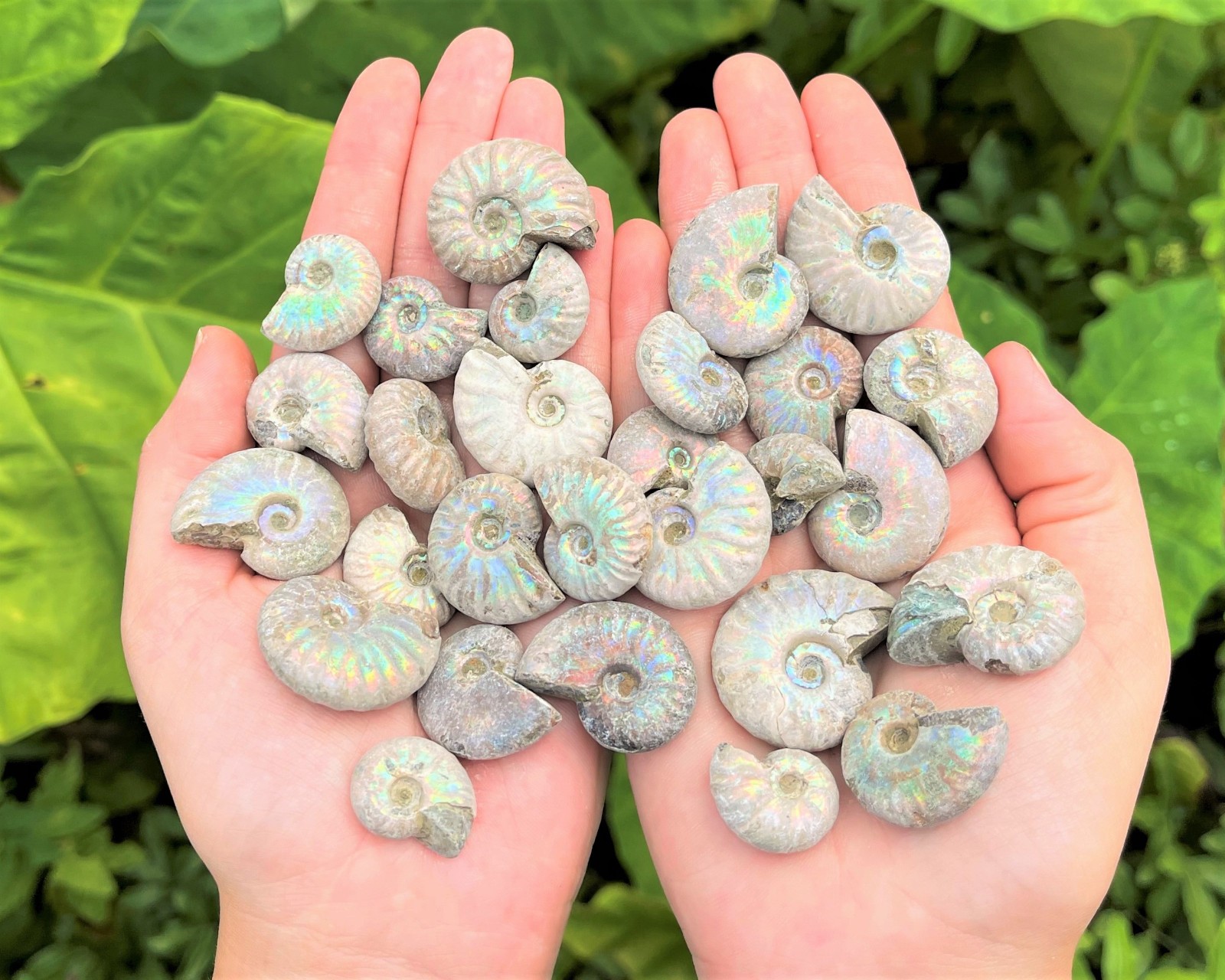 Opalized Ammonite Fossils – Choose Size & Amount (Natural Iridescent Ammonites)