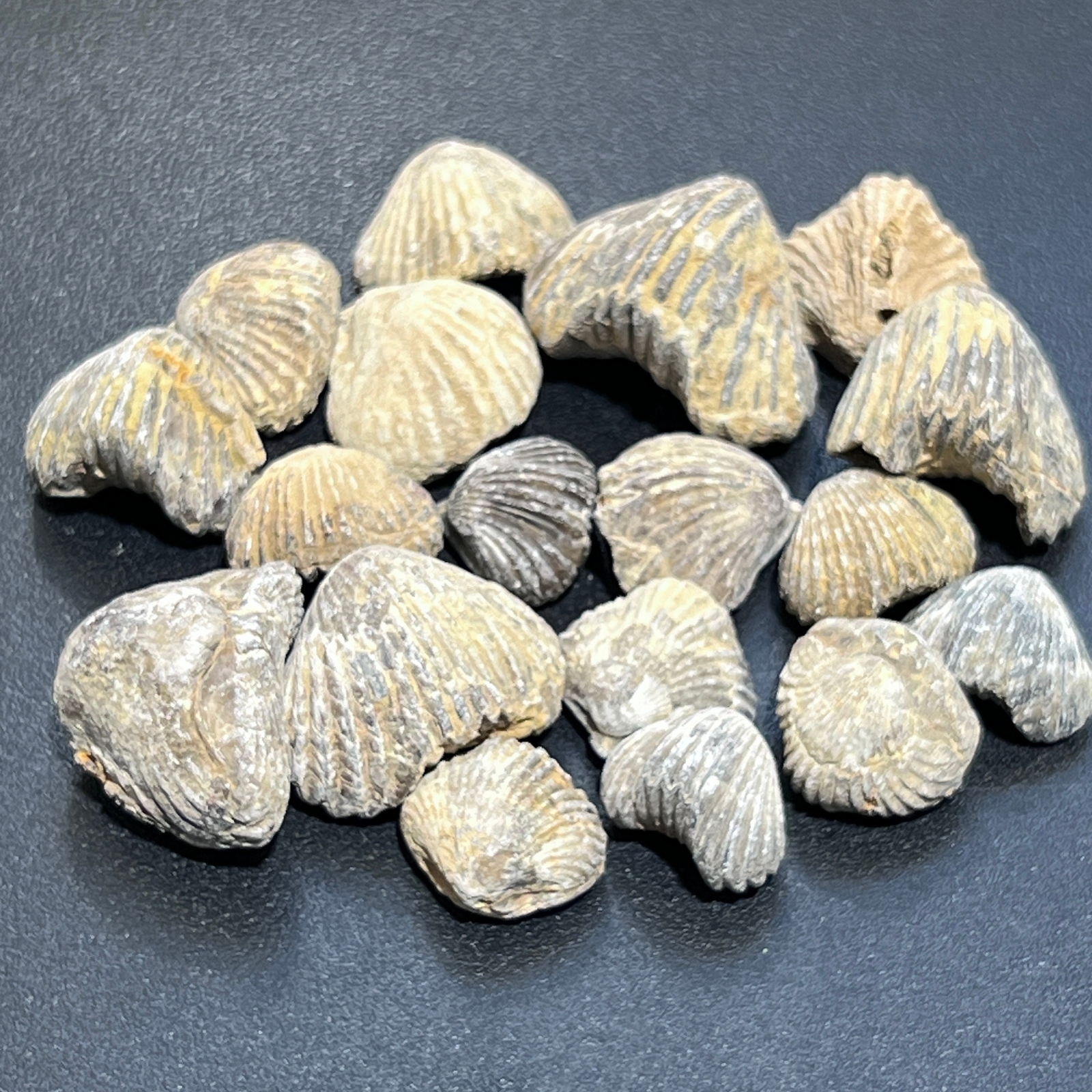 Brachiopod Shell Fossils Collection Bulk Wholesale Lot Fossil From Morocco