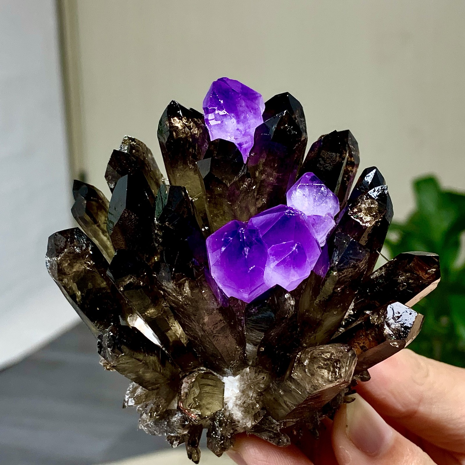 290G New Find black+purple Phantom Quartz Crystal Cluster Mineral Specimen