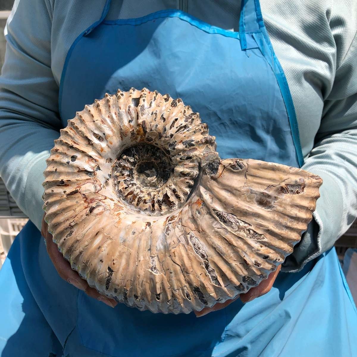 7.45LB Natural Beautiful Ammonite Fossil Conch Crystal Specimen Healing 5392