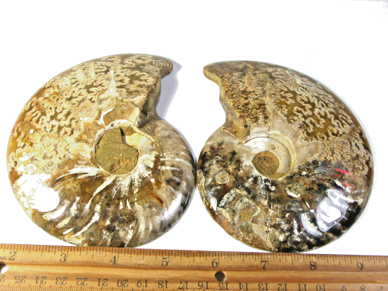 Ammonite fossil polished 5.5×4″ + showing suture lines Madagascar ms75
