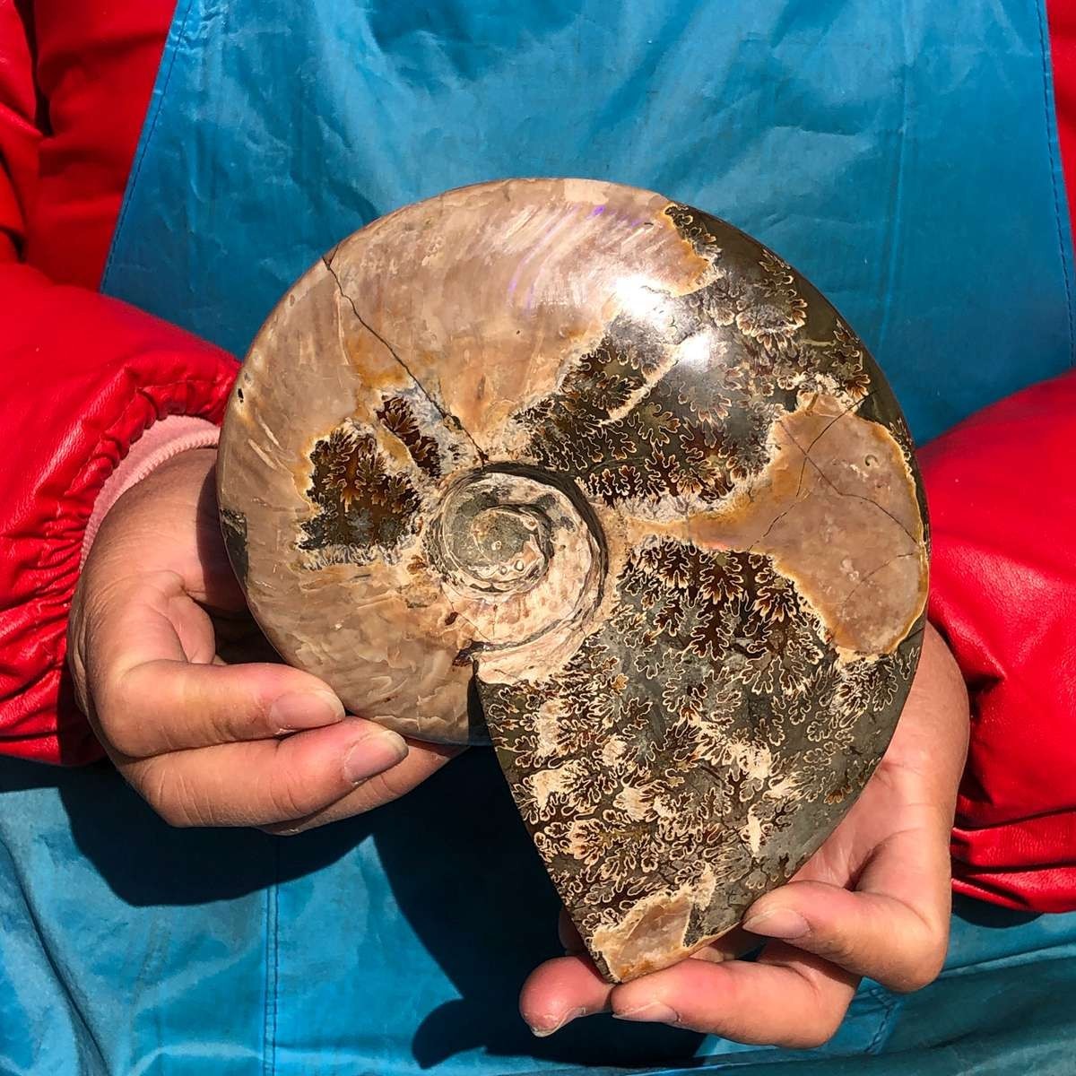 2pcs Natural Beautiful Ammonite Fossil Conch Crystal Specimen Healing