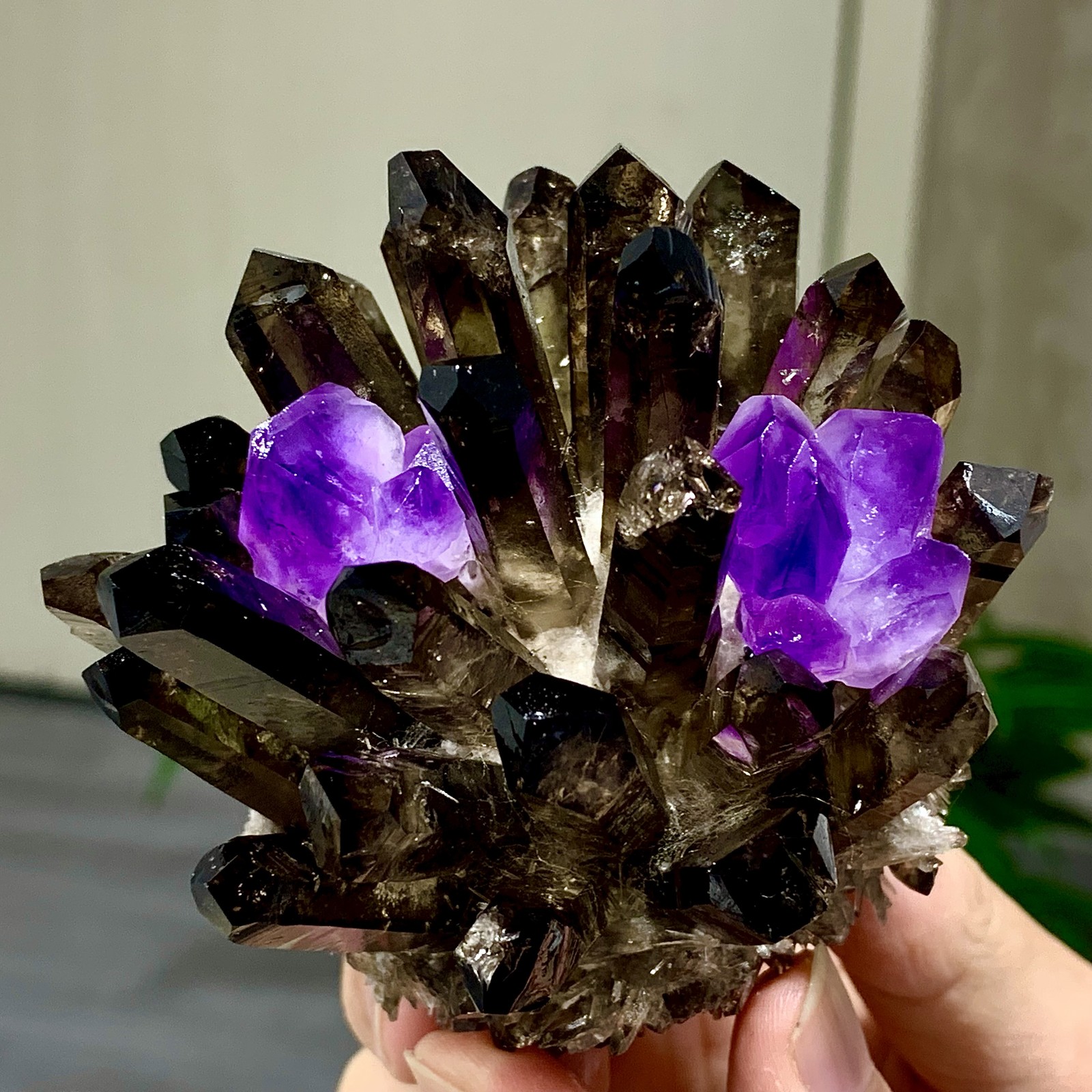 308G New Find black+purple Phantom Quartz Crystal Cluster Mineral Specimen