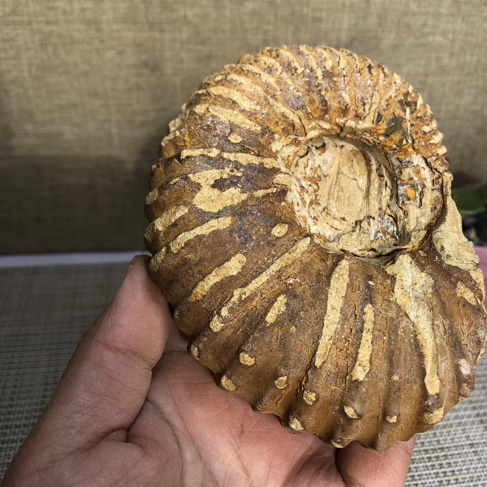 110mm Rare natural yellow conch Ammonite original rough Specimen 507g g4905