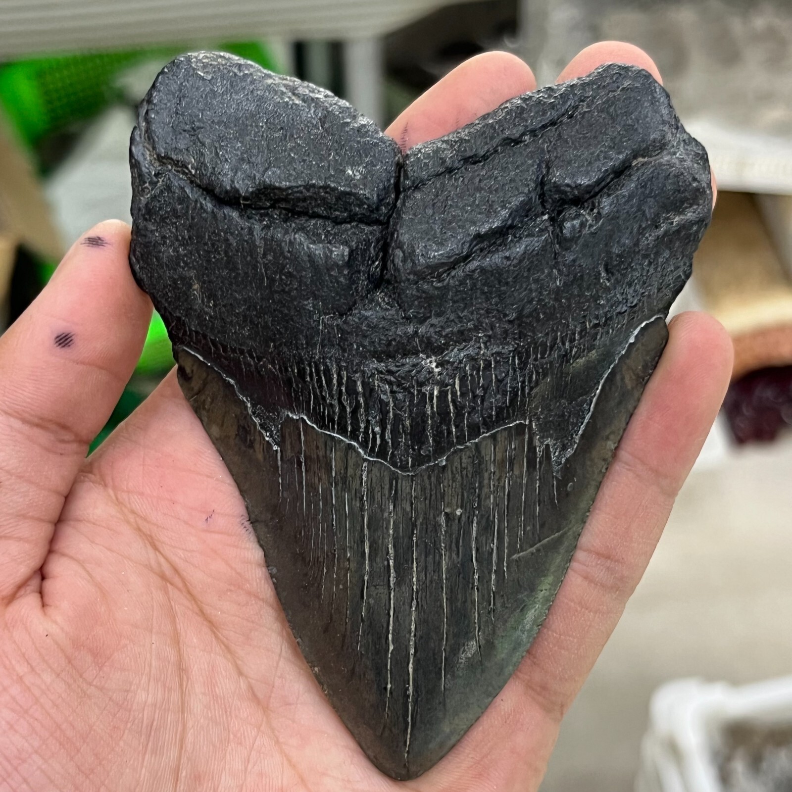 177g Natural MEGALODON SHARK TOOTH Real Fossil. NO RESTORATIONS – GEORGIA