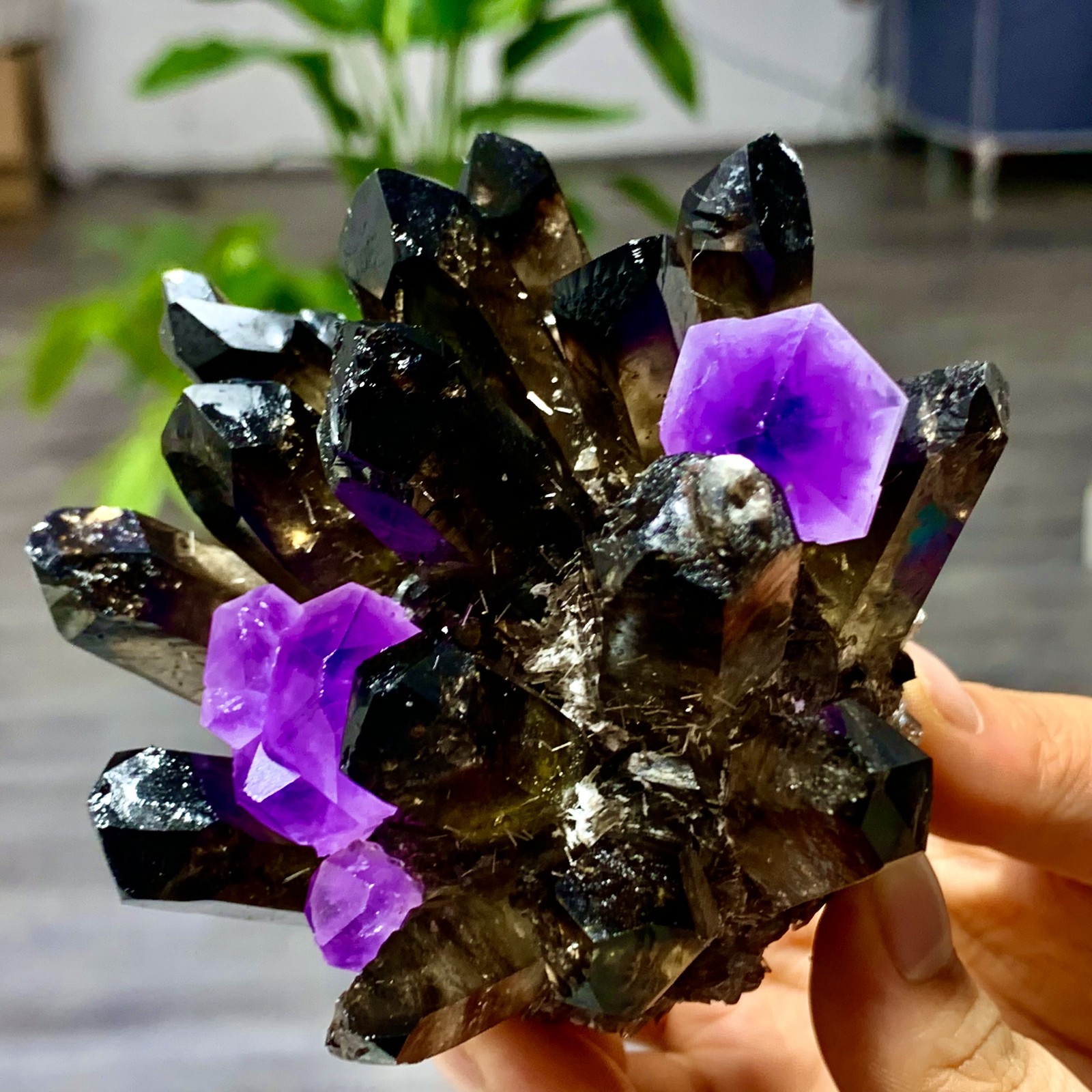 389G New Find black+purple Phantom Quartz Crystal Cluster Mineral Specimen