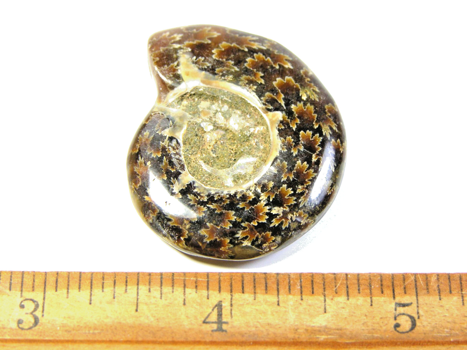 Ammonite fossil polished 1 1/2″ + showing suture &fire Madagascar ms33