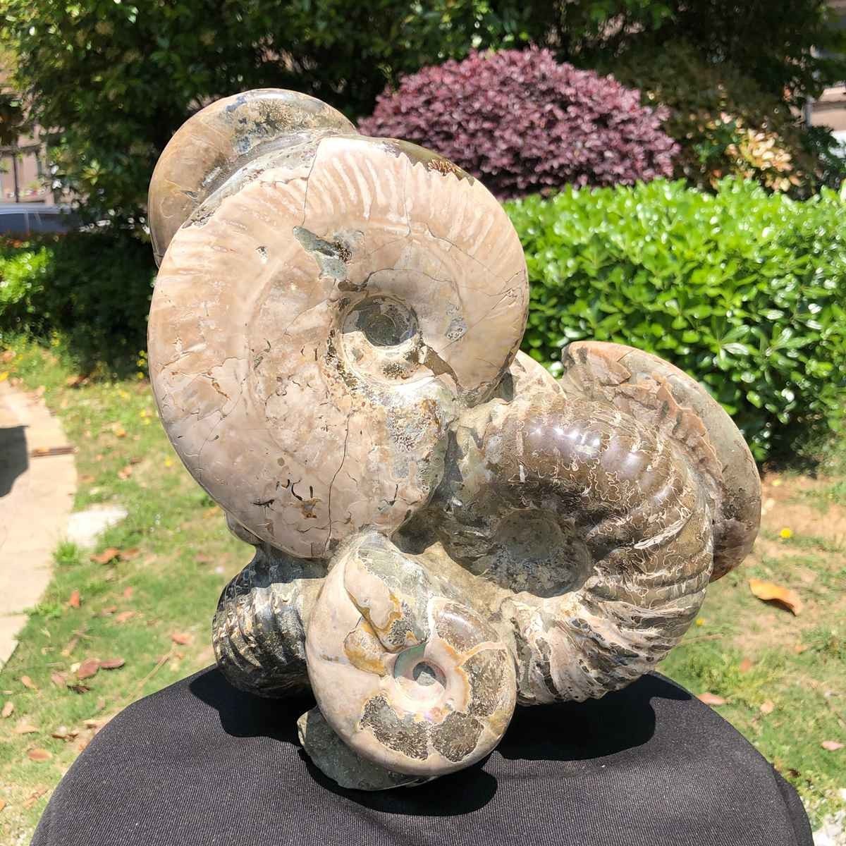 14.71LB Rarem Natural Tentacle Ammonite Fossil Specimen Shell Healing Madagas