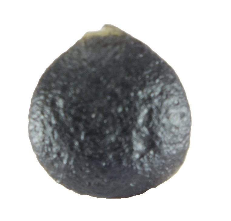 Australite Tektite, Sandpit nr Port Campbell. Victoria Australia (EA10444) Boxed