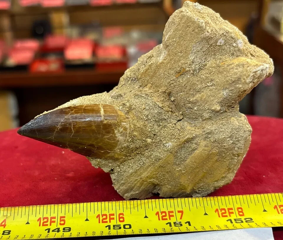 245g Mosasaurus Tooth in Matrix Excellent Condition – Utah, US