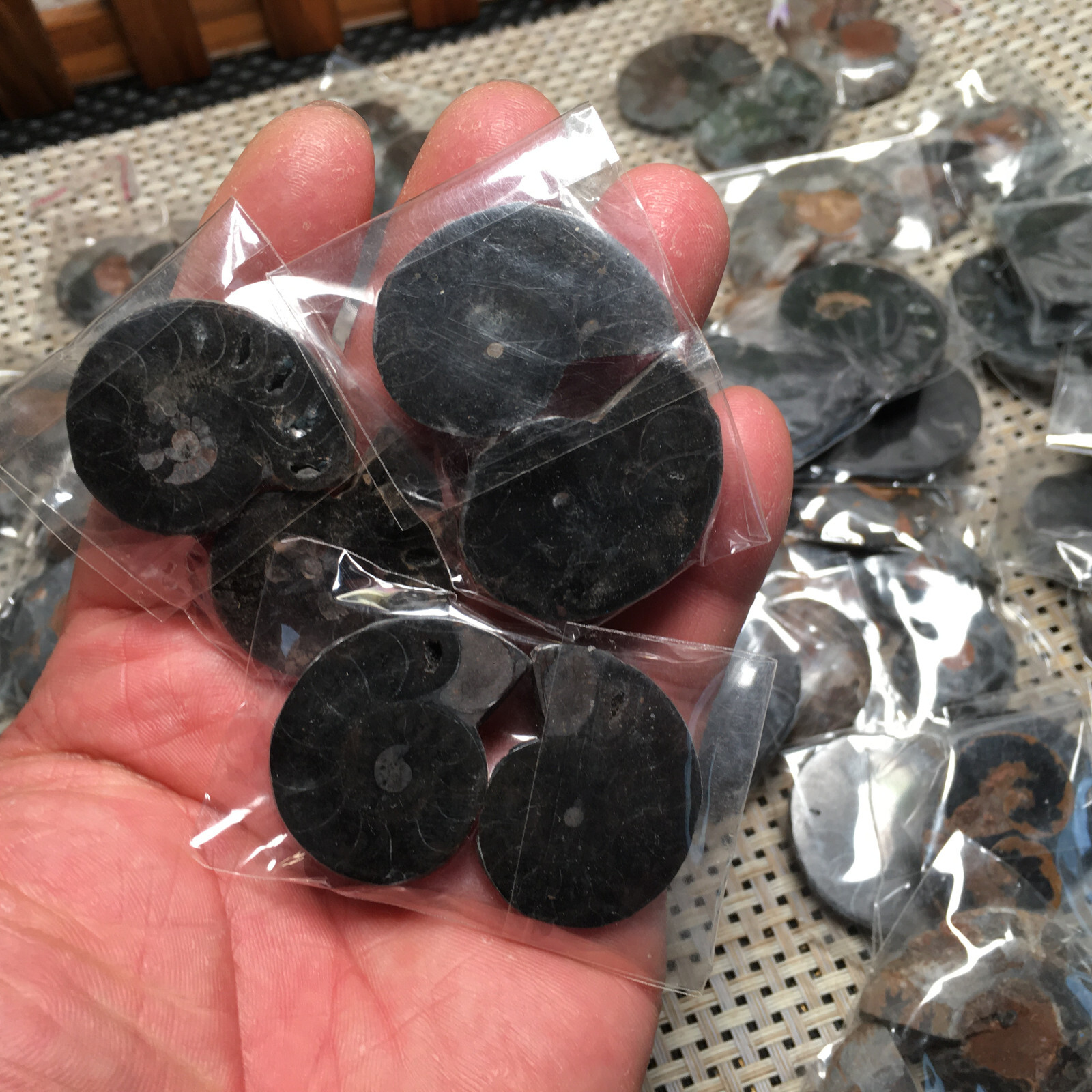 20 Pairs Black Ammonite Shell Specimen Madagascar