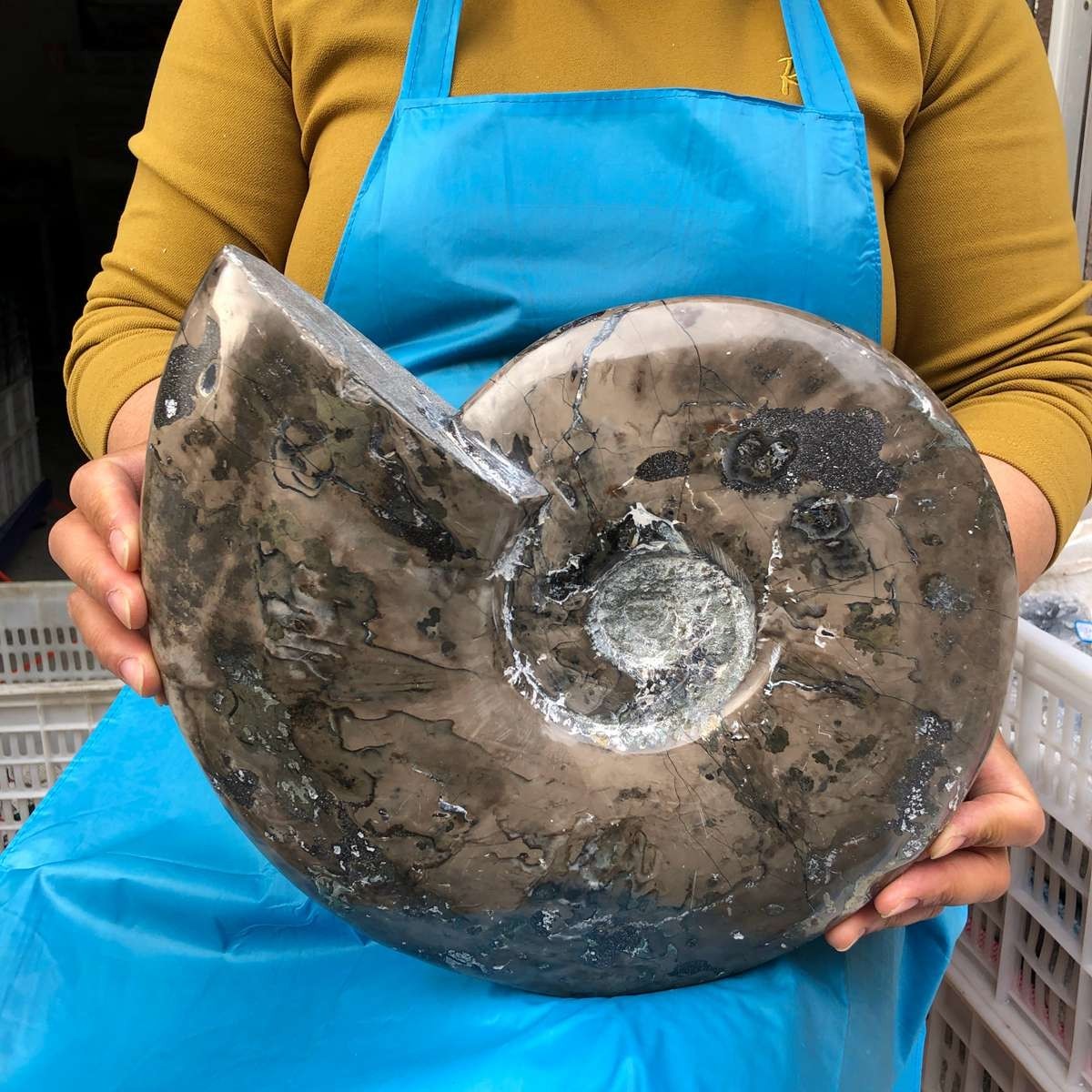 10.75LB Natural Beautiful Ammonite Fossil Conch Crystal Specimen Healing 4593