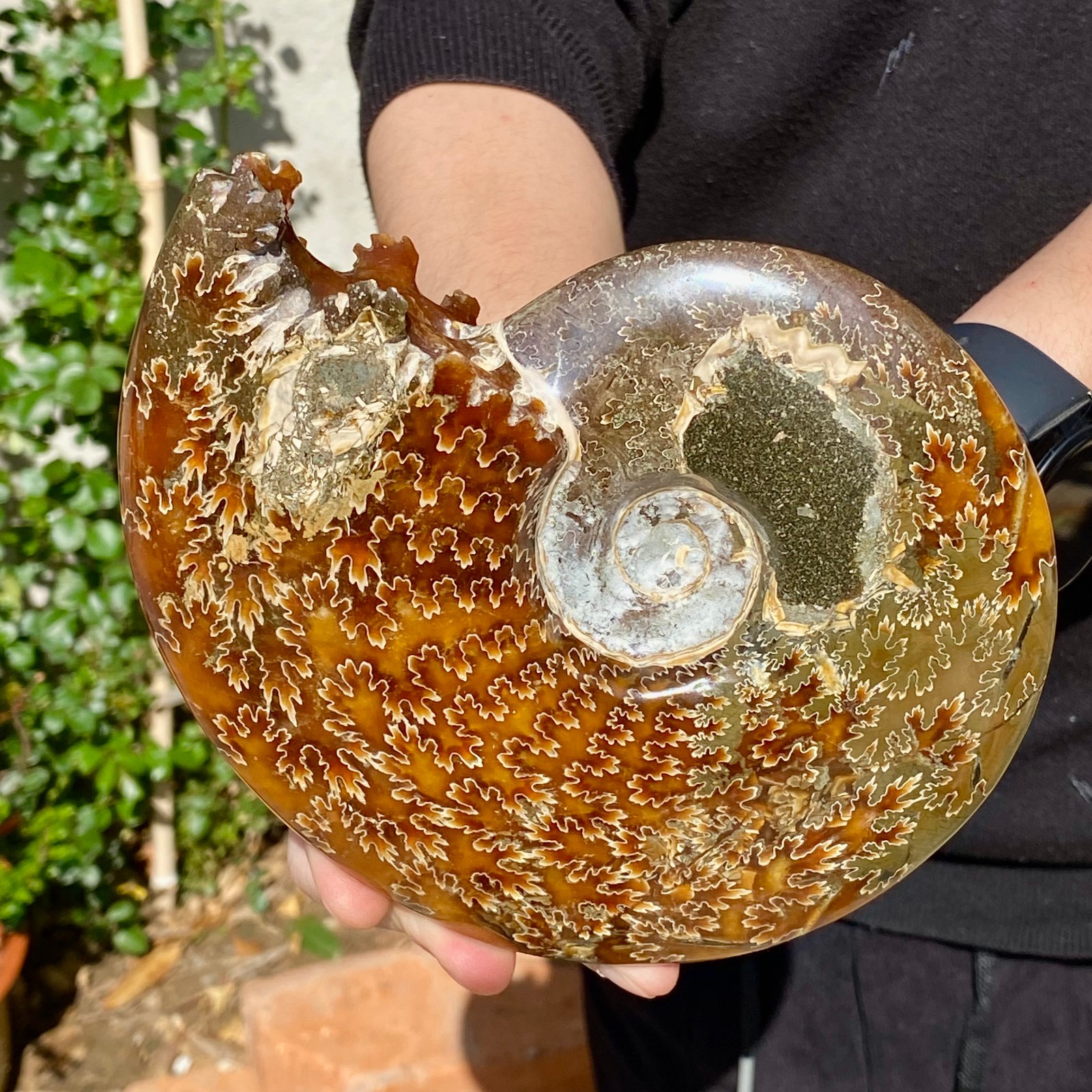 2.51LB Rare natural Natural conch fossil specimens of Madagascar