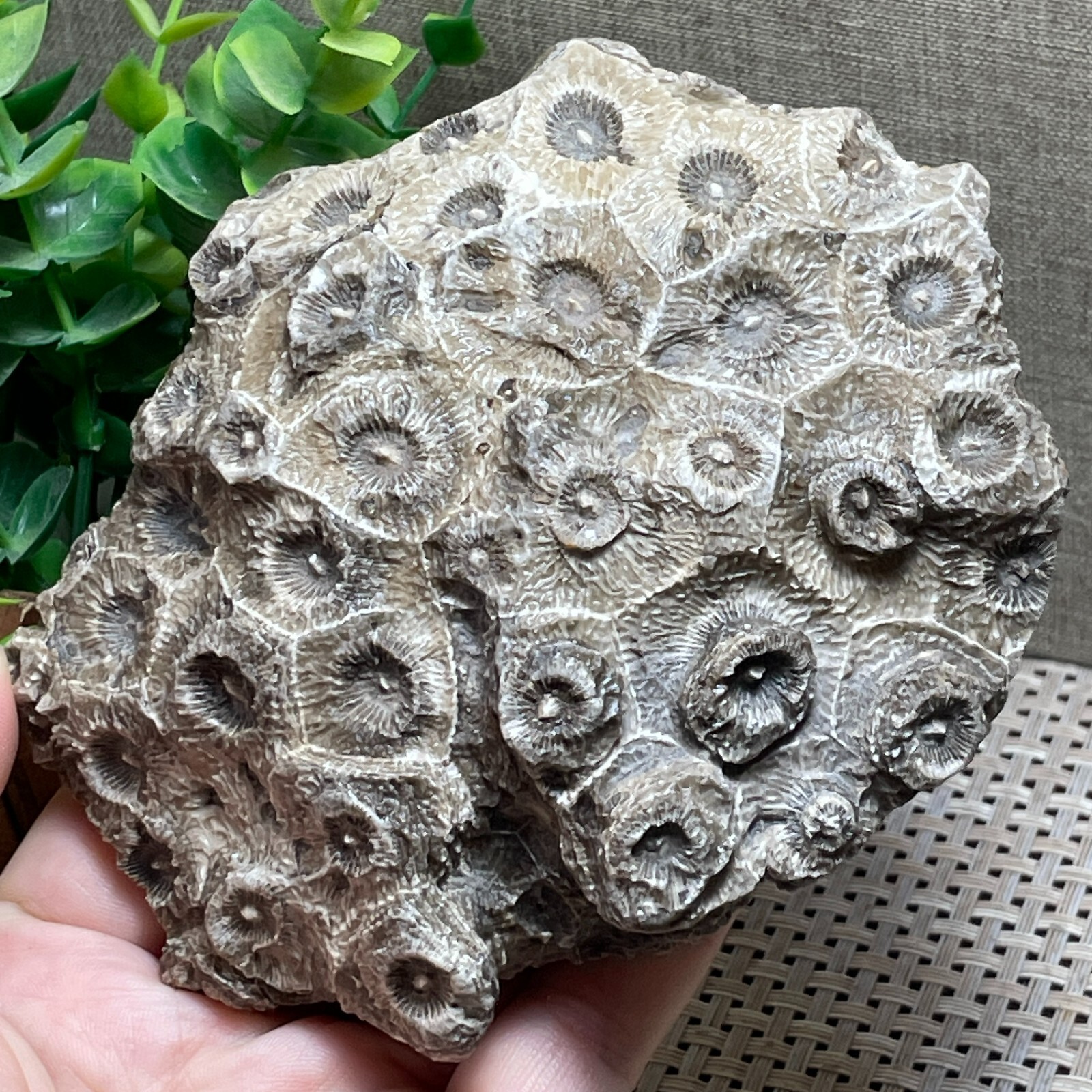 Unpolished Michigan Petoskey Stone-Hexagonaria -rough stone home decor 415g