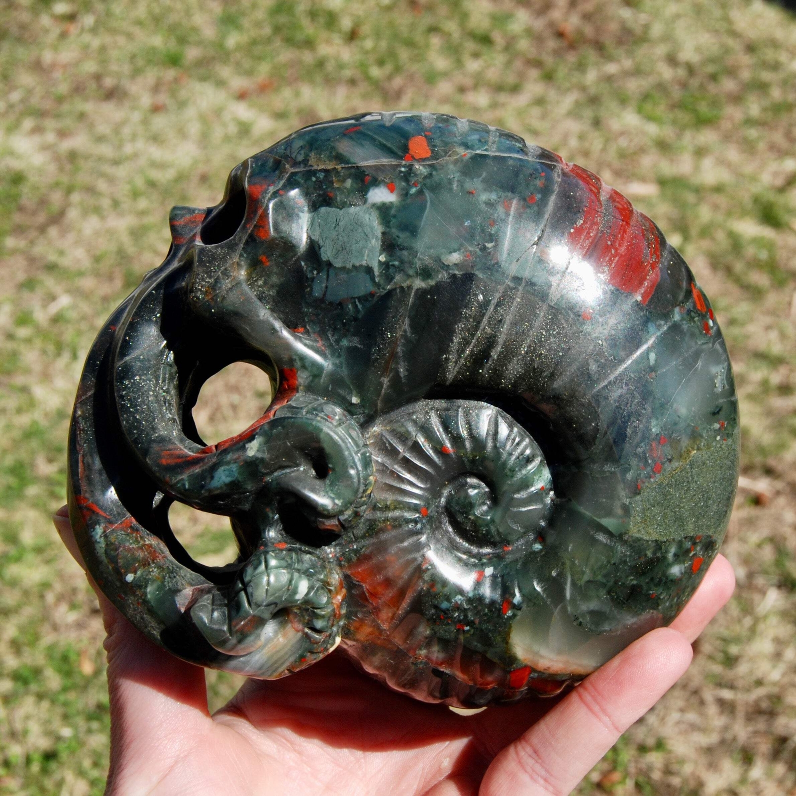 6in 4.2LB HUGE African Bloodstone Crystal Nautilus Octopus Skull