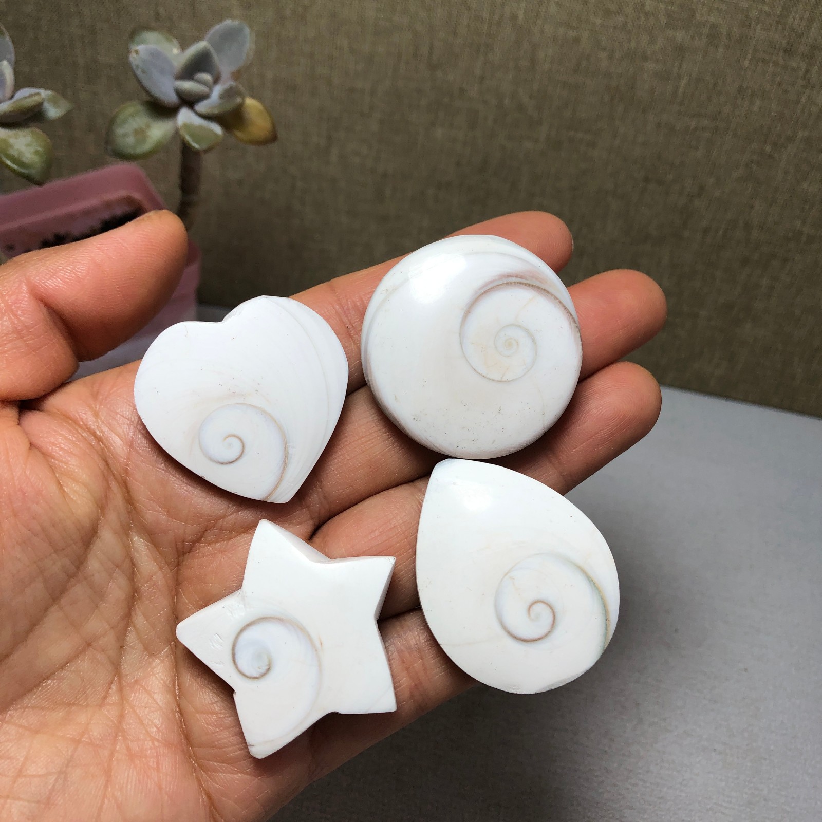 4pcs Rare sun shell Reiki Shiva Eye ocean semi-precious stone 75g A2758