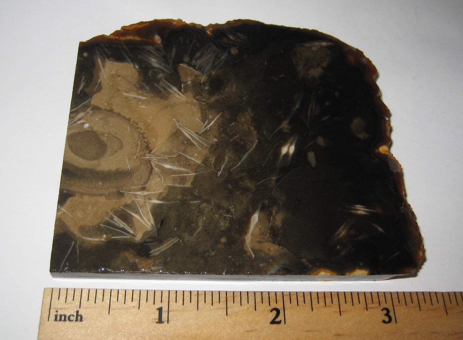 3.4″ x 2.7″ x 0.2″ SAW CUT RARE! NATURAL FOSSIL FORAMINIFERA STONE SLAB 94.9g *1