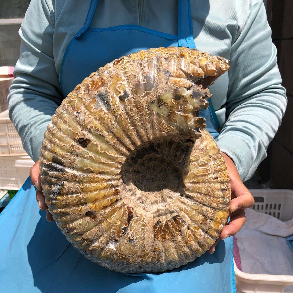 18.74LB Natural Beautiful Ammonite Fossil Conch Crystal Specimen Healing 5400
